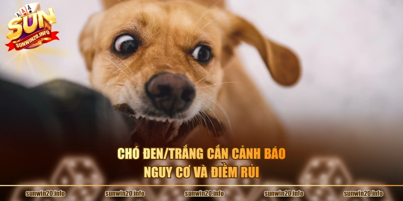 Chó đen/trắng cắn cảnh báo nguy cơ và điềm rủi
