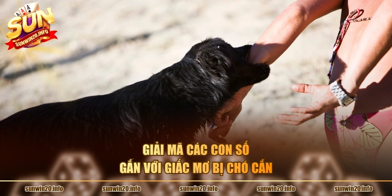 Giải mã các con số gắn với giấc mơ bị chó cắn